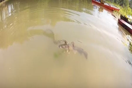 Fish Vs Snake Video : The ultimate battle between a water snake and a giant cat fish ...